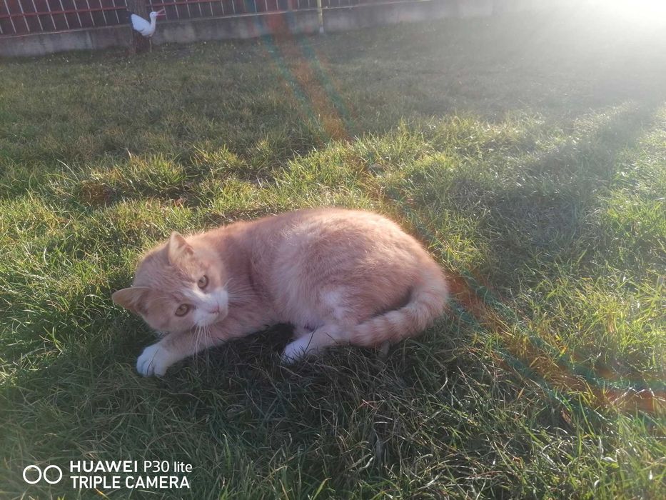 Donez pisica frumoasa și blândă 7 luni