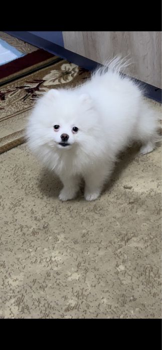 Шпиц щенок клубный