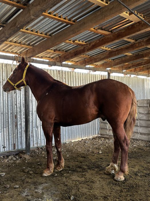 4 жасар дөнен сатылады