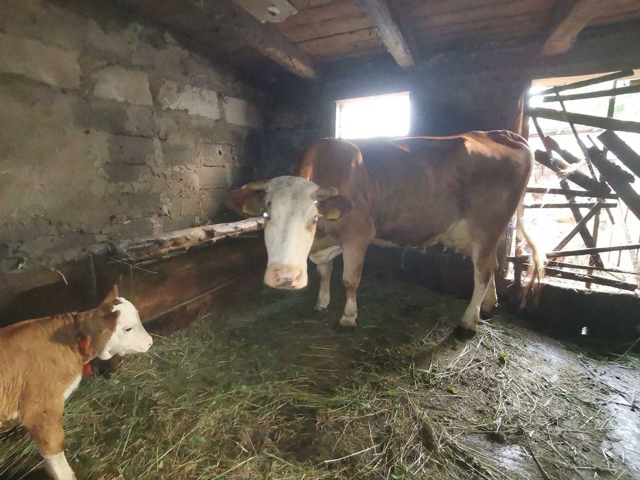 Vacă cu vițele de vânzare