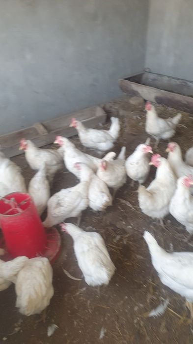 Товуклар пародал