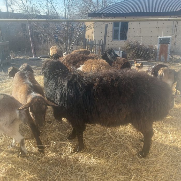 Еділбай ірі еркек мал сатылады.