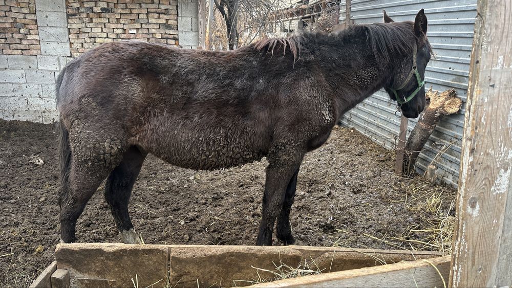 Лошадь полтарашк