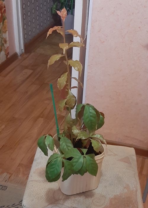 Продам комнатные растения