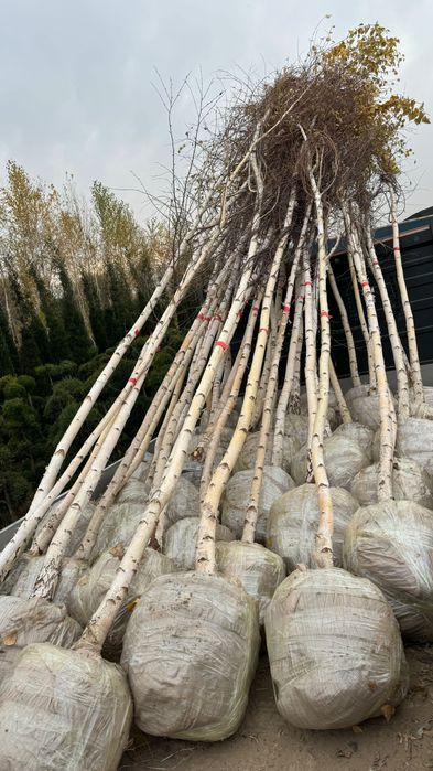 Берёза (Оқ қйин) сотилади!