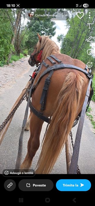 Vând mânz de doi ani jumate