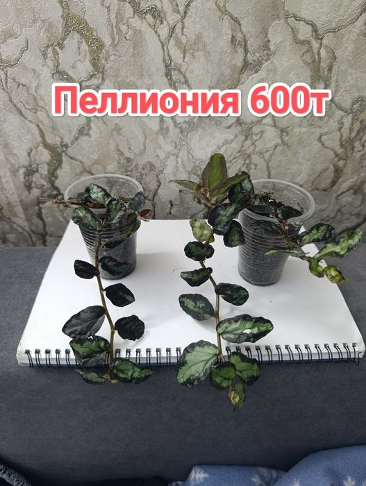 Комнатные растения кжби