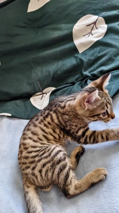 Отдам котёнка в добрые руки