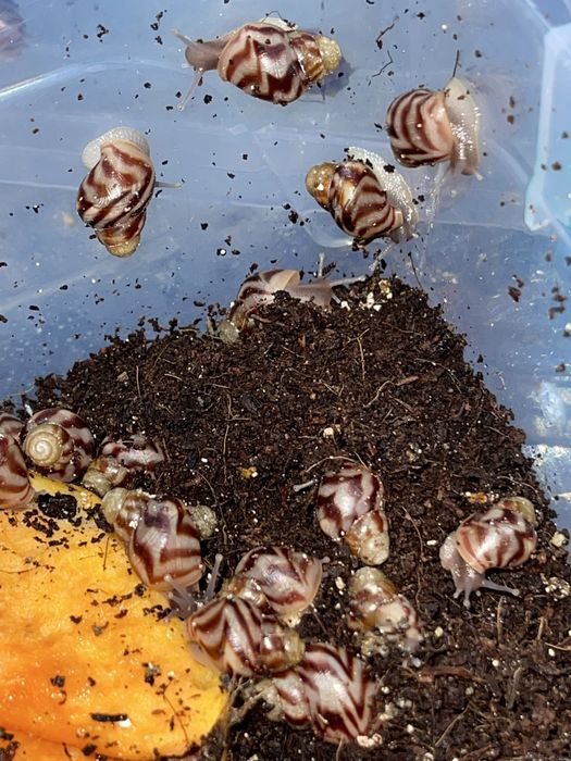 Ulitkalar sotuvdaa Nalichida bor