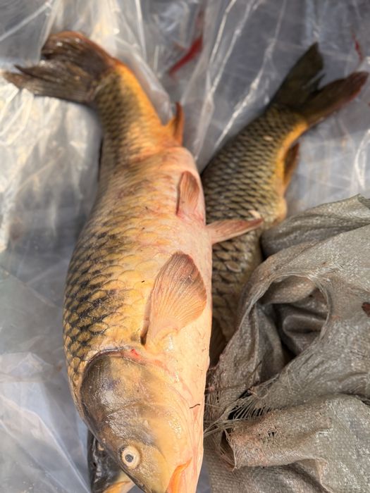 Свежий сазан от 1.5 до 4кг