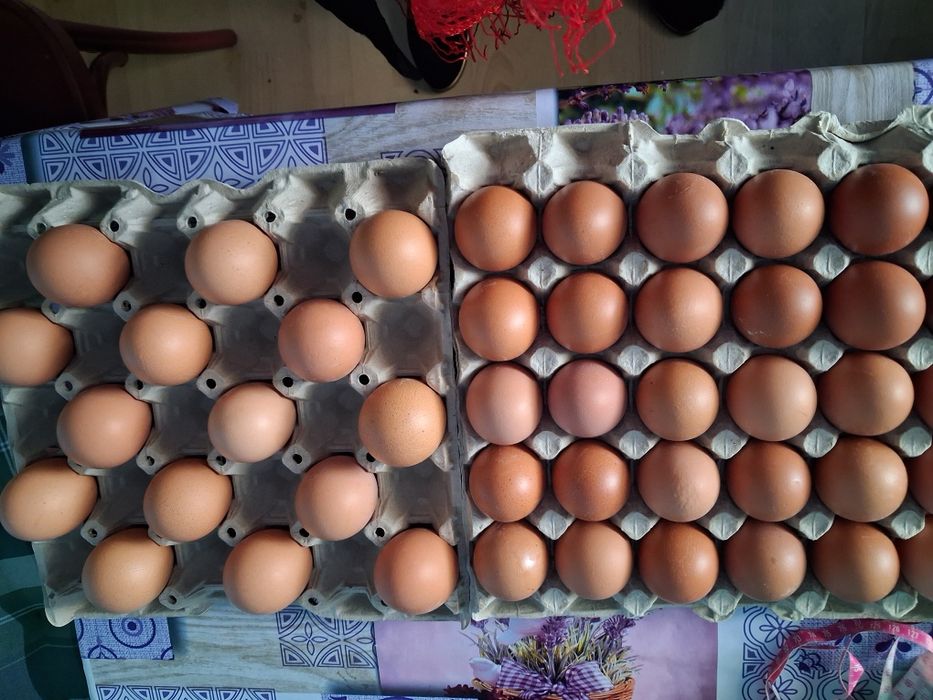 Ouă proaspete de casă