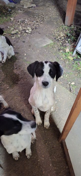 Подарявам кученца