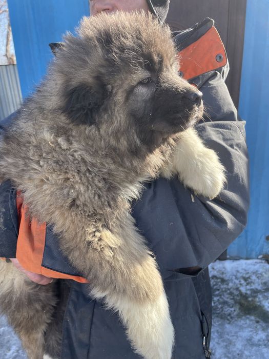 Щенки кавказской овчарки