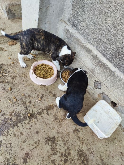 3 кутрета търсят нов дом