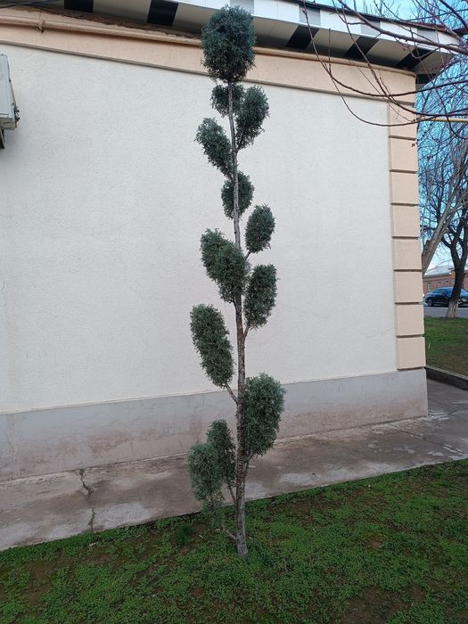 Archa kiparis Pon-Pon Bansay boyi 3.20 sotiladi