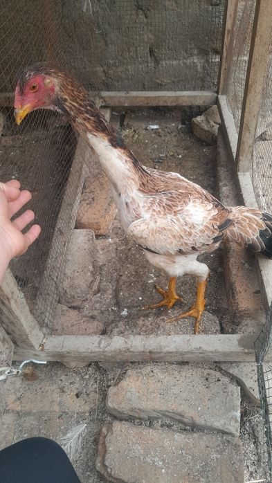 Dakan tovuq sotiladi