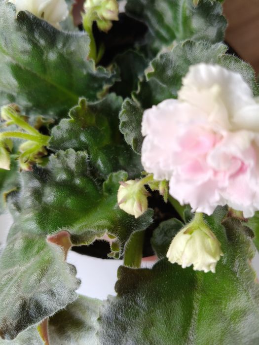 Фиалка в горшке цветущая