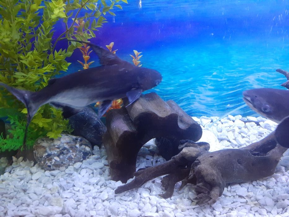 Akvaryum sotiladi barcha anlamları va baliqlari bilan 700 litrli