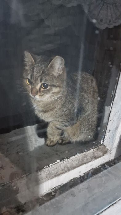 Кошечка в добрые руки