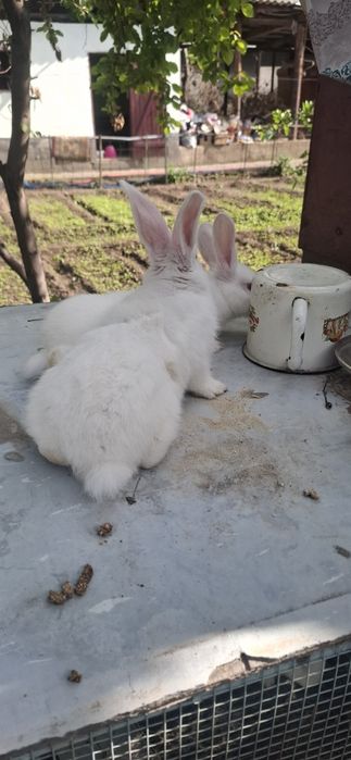 В продаже крольчата