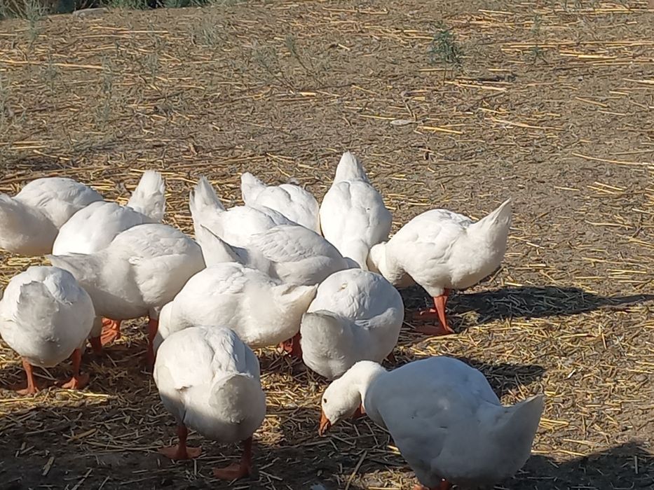 Продам гусей Линда.Утки стар 53.