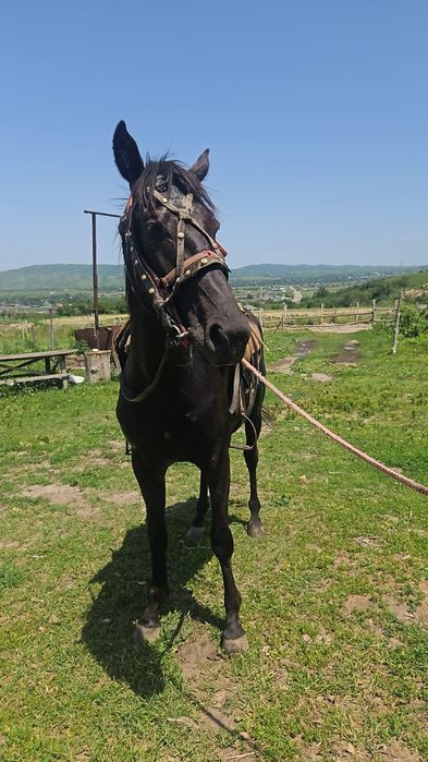 Жеребец 3 года, англоараб Сакеша