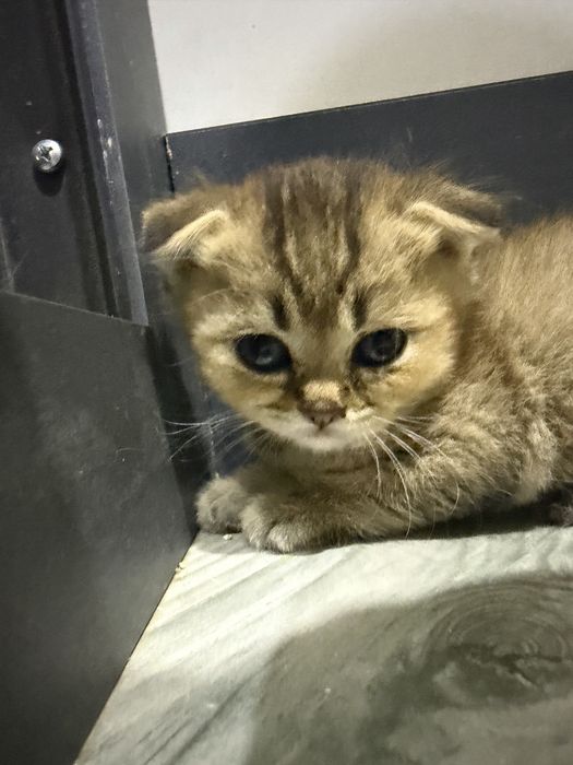 Плюшевые шотландские вислоухие котята (скоттиш-фолд)