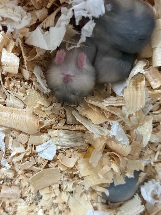 хомяки джунгарики