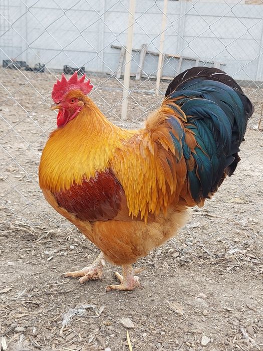 Cocoși Australorp,  New Hampshire,  Wyandotte