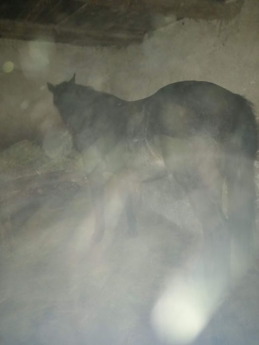 Vând mânz de 2 ani garantat de căruță