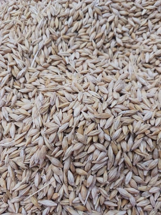 Orzoaica de primavara