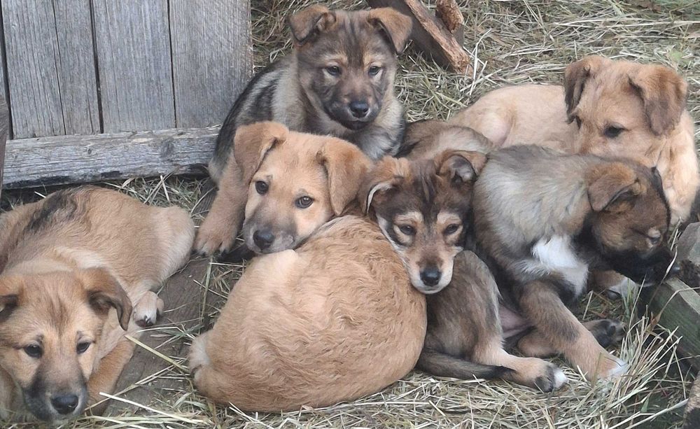 Donez cățeluși de talie mica