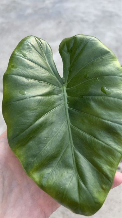 Алоказия макрориза