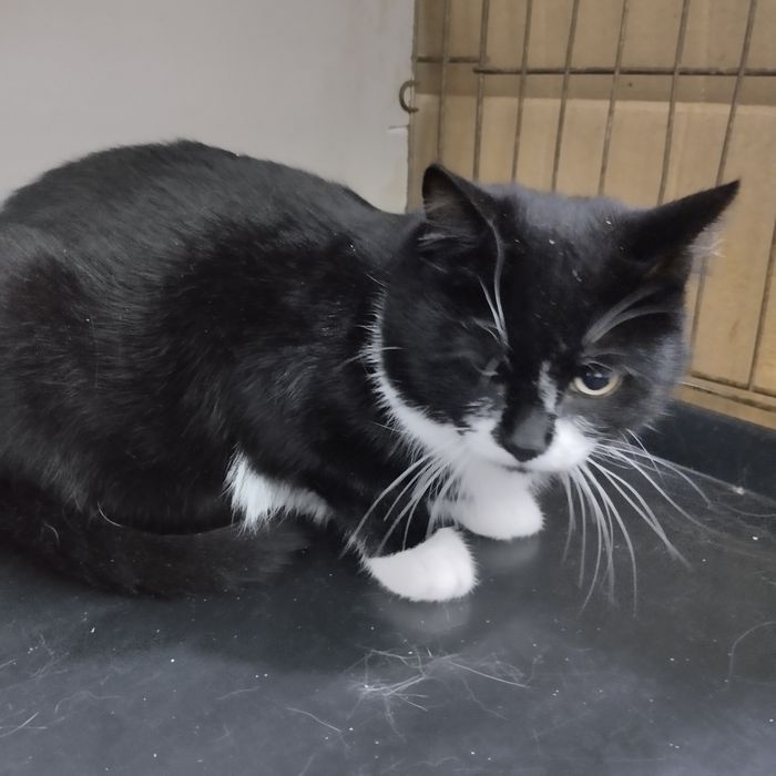 Отдам в добрые руки