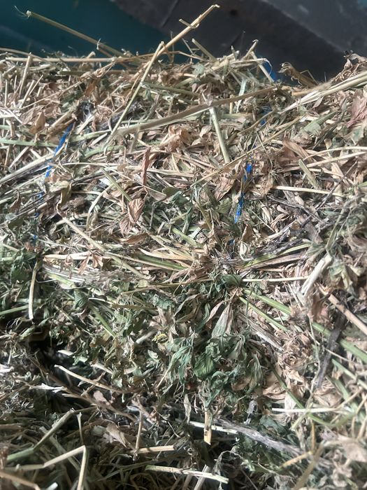 Vand baloti de lucerna curata fara iarba