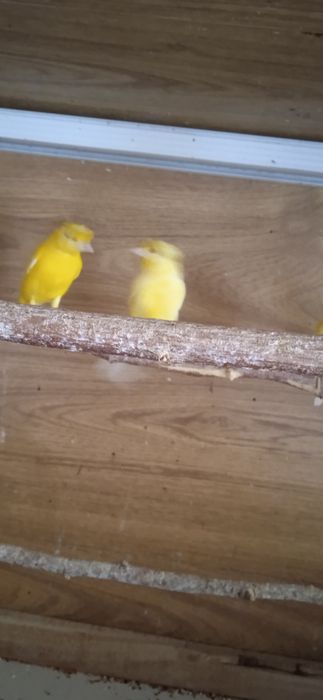 Продам канареек молодых.