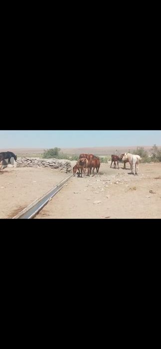 Жабағы, тайлар 20-25 бас