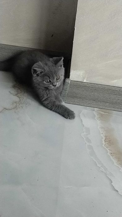 Британски късокосмести котенца
