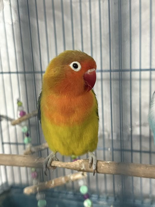 Продам или обмен на самца