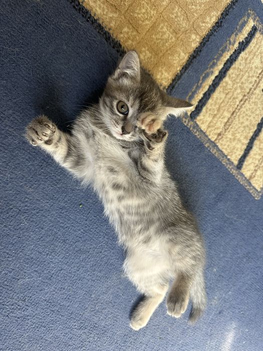 Котенок ,девочка,!