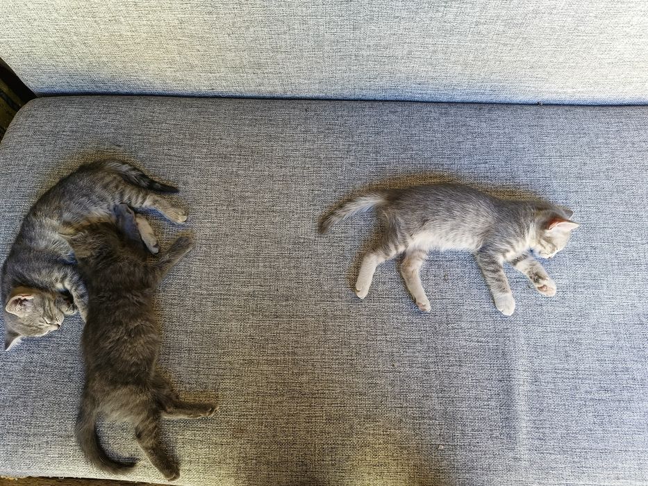 Котята отдам срочно!