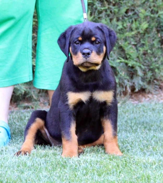 Femela rottweiler 2.5 luni calitate si genetica deosebita