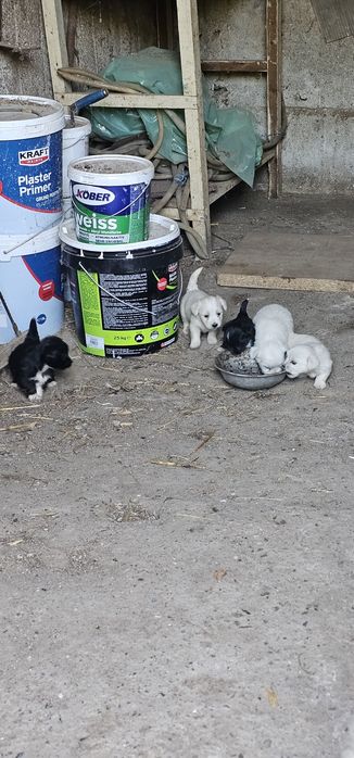 Bichon Talie Mica