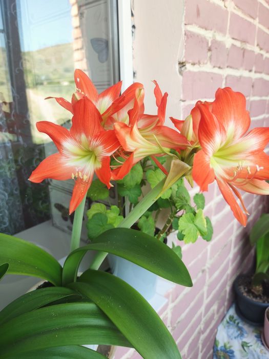 Гиппеаструм комнатный