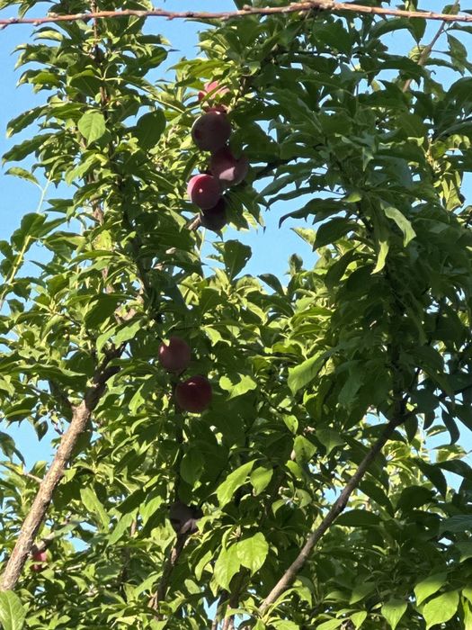 Срочно продам свою дачу в Бостанлыкском районе 6 соток