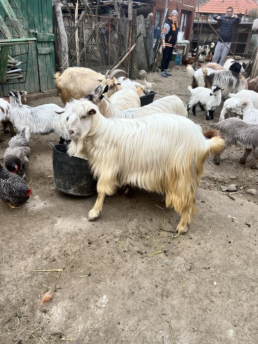 Tap noatin /de carne sau monta