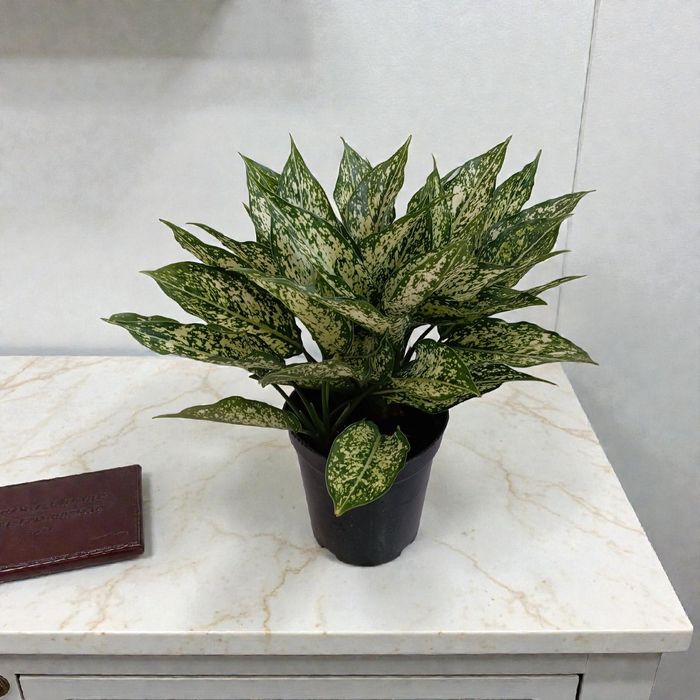 Различные комнатные цветы