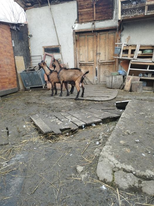 Tapi alpin francez rasa pura