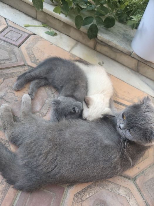 Котенок веслоухий скотиш фолд