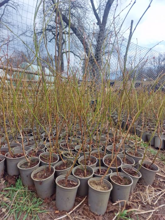 Afine de cultura Duke